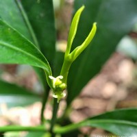 Excoecaria oppositifolia Griff.
